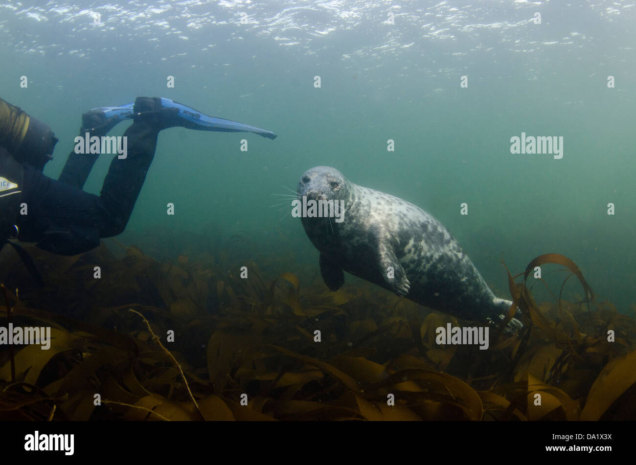 Seal behind diver Stock Photo