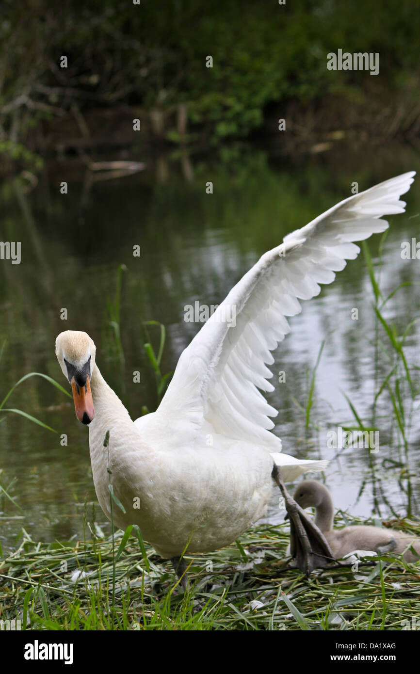swan protecting young cygnet Stock Photo