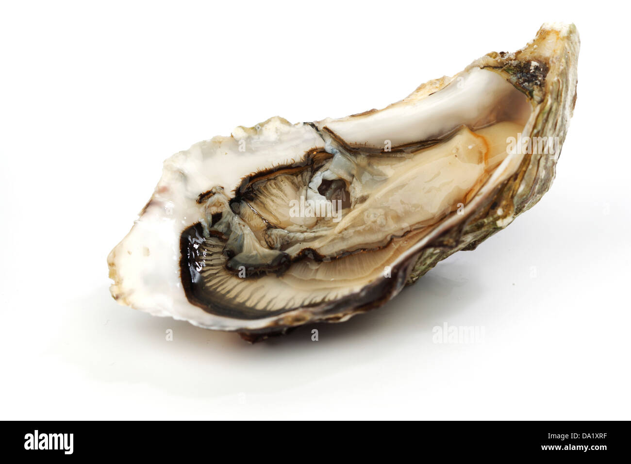 Oyster isolated on white background Stock Photo
