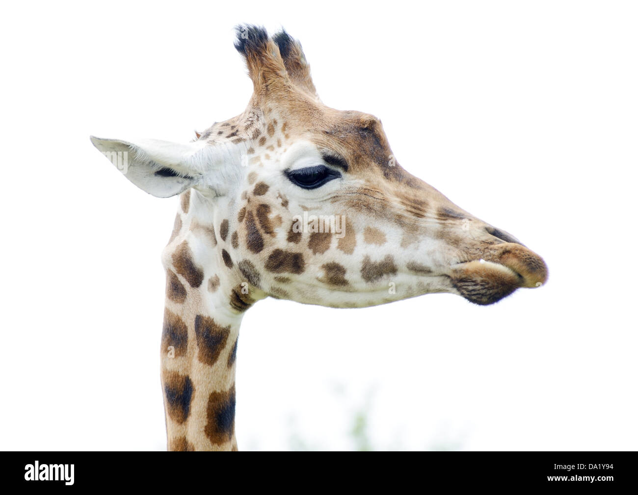 Giraffe profile in closeup showing head and long neck detail Stock Photo