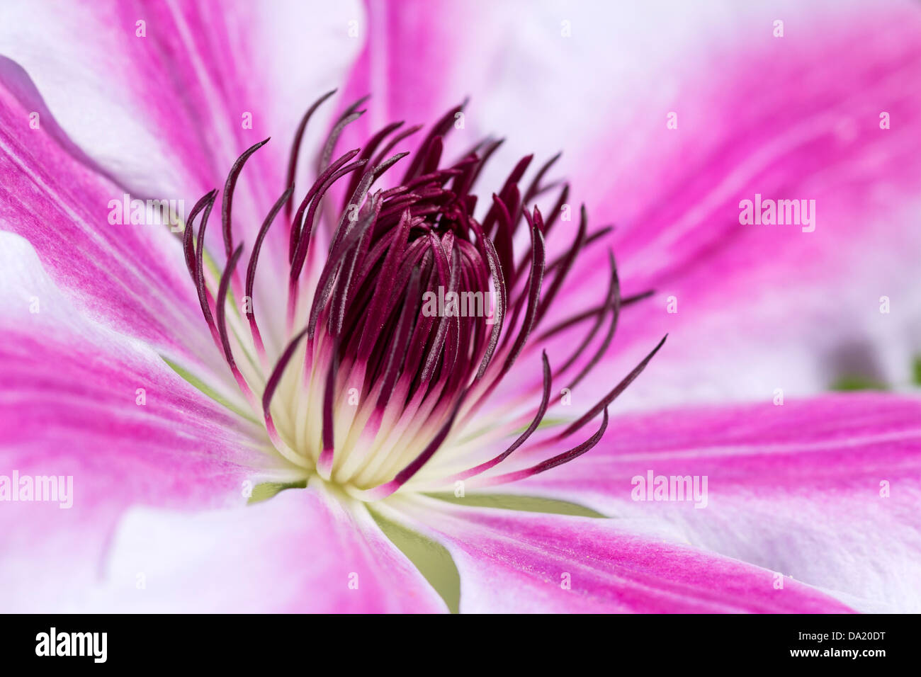 close-up of clematis nelly moser Stock Photo