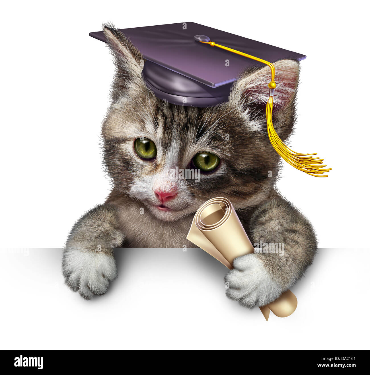 Pet school concept with a cute happy kitten wearing a graduation cap and holding a diploma as a symbol of animal training and veterinary education on a white background with blank space. Stock Photo