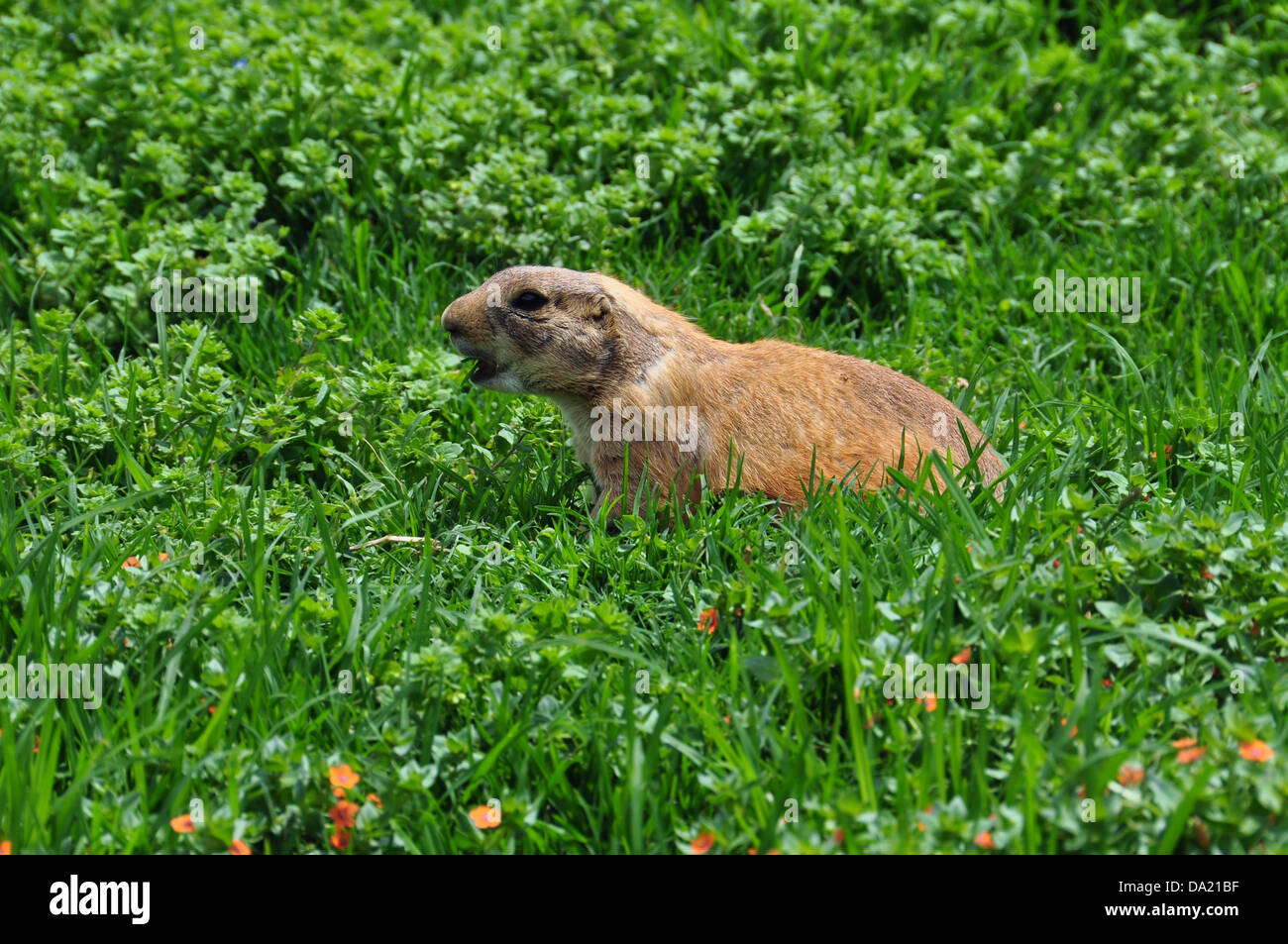 do prairie dogs make noise