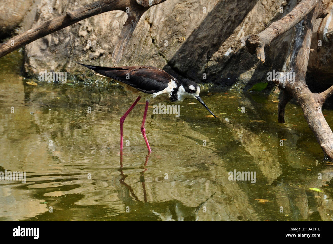 Black-necked stilt shorebird picking for small invertebrates in shallow water. Stock Photo