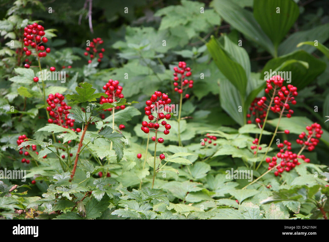 Red baneberry berries (Actaea rubra), Glacier National Park, Montana