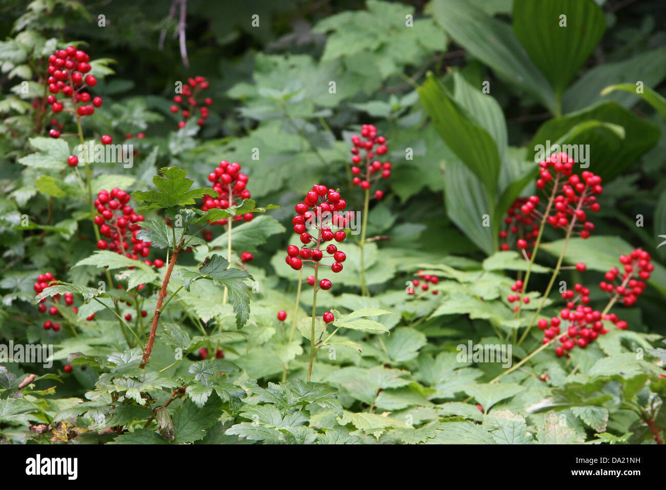 Red baneberry berries (Actaea rubra), Glacier National Park, Montana, United States of America Stock Photo