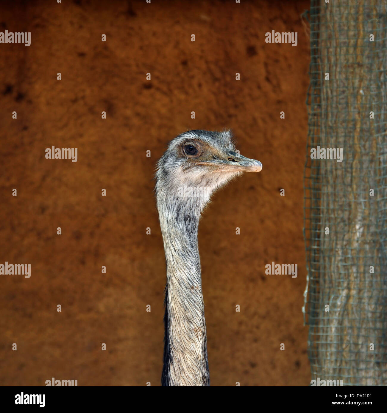 Greater rhea flightless bird head closeup. Animal portrait. Stock Photo