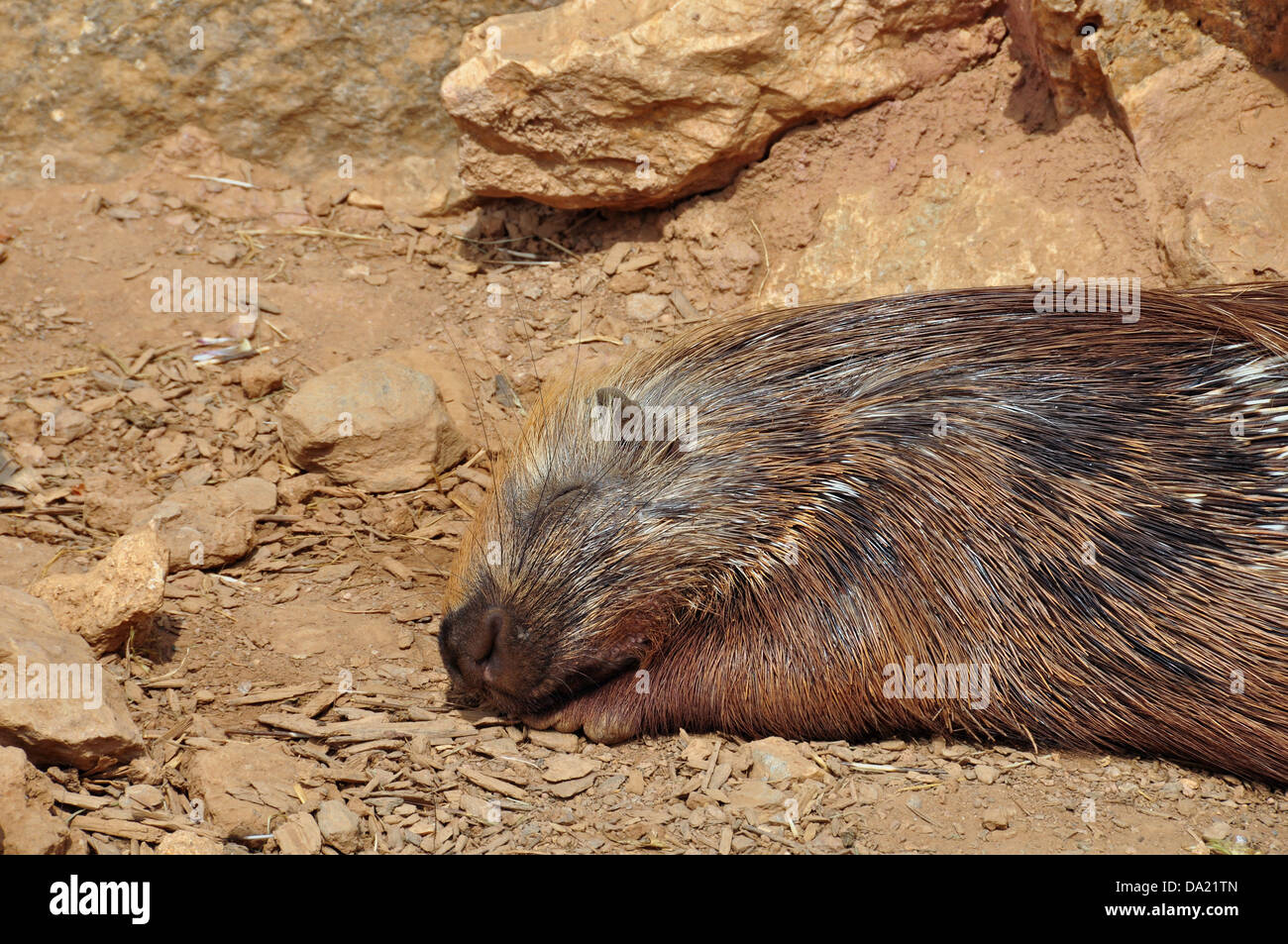 Indian crested porcupine resting on a hot sunny day. Sleeping animal. Stock Photo