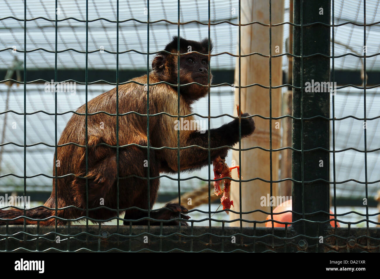 Black capped capuchin eating a small bird. Squirrel monkey wild animal feeding time. Stock Photo