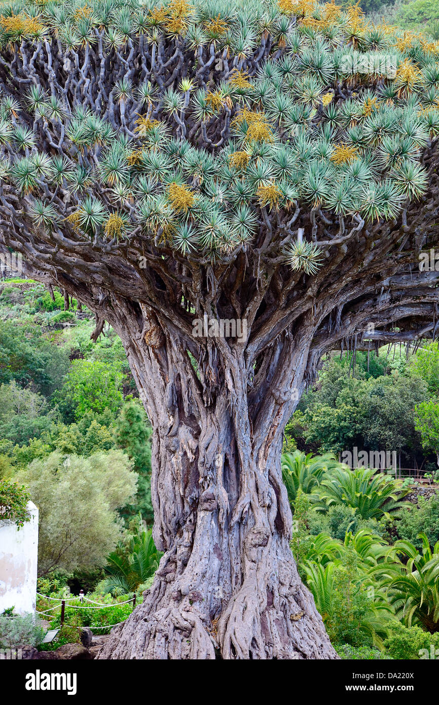 Dragon Tree Stock Photo Alamy