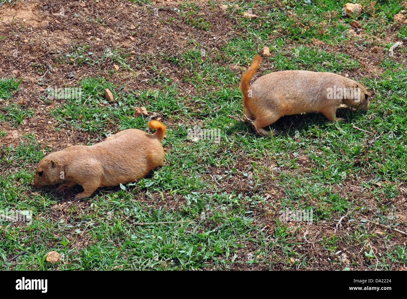 Prairie dog rodents feeding on grass. Animals in natural environment. Stock Photo