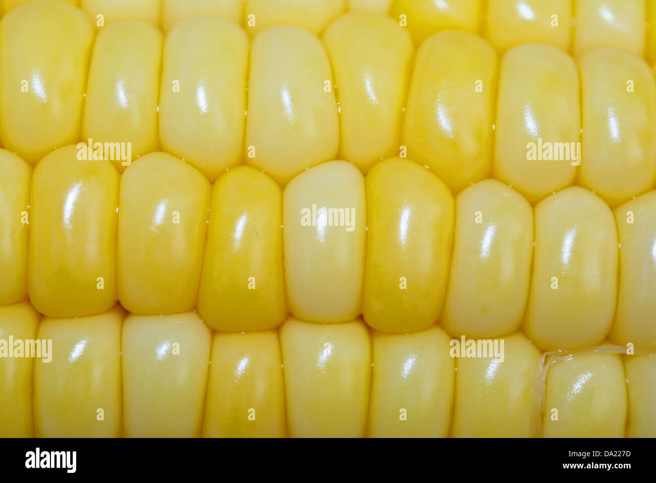 This is a close up shot of bundle of corn like nice food background ...