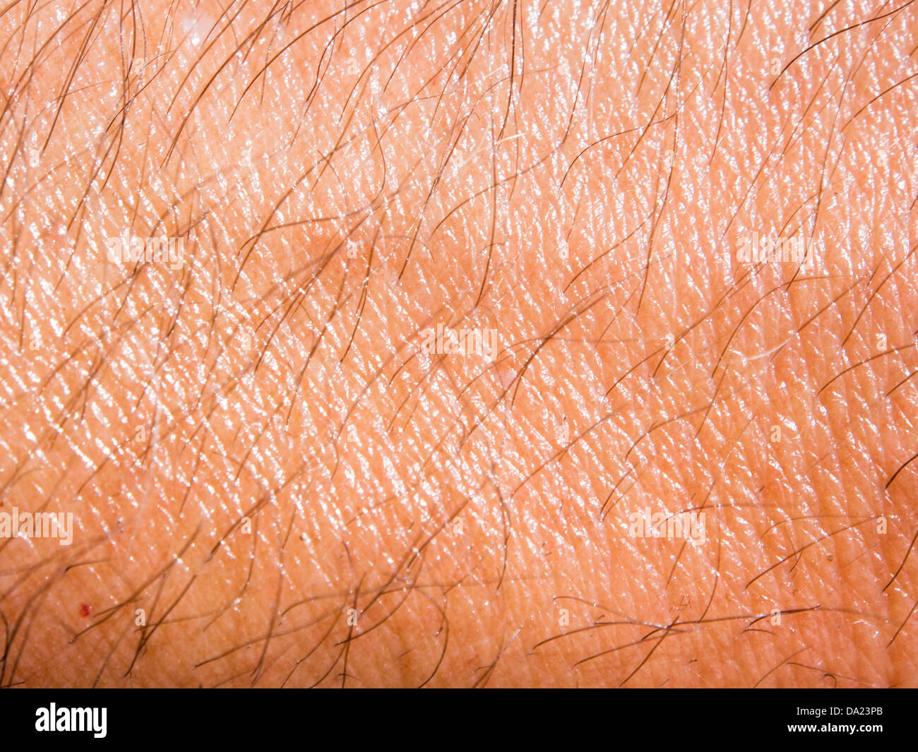 Sweat on a mans arm. Stock Photo