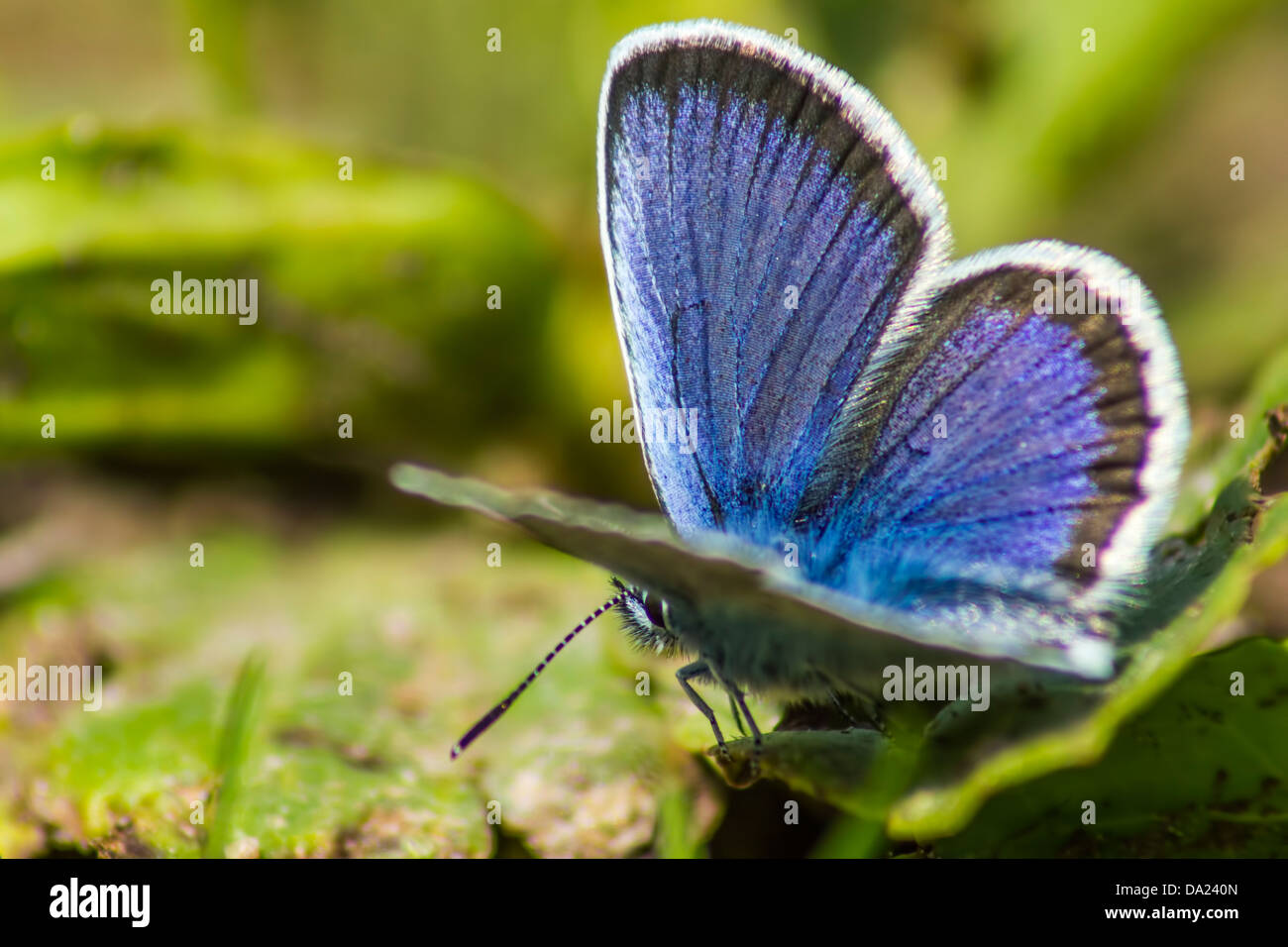 Portrait of a butterfly (Polyommatus icarus Rott.) Stock Photo