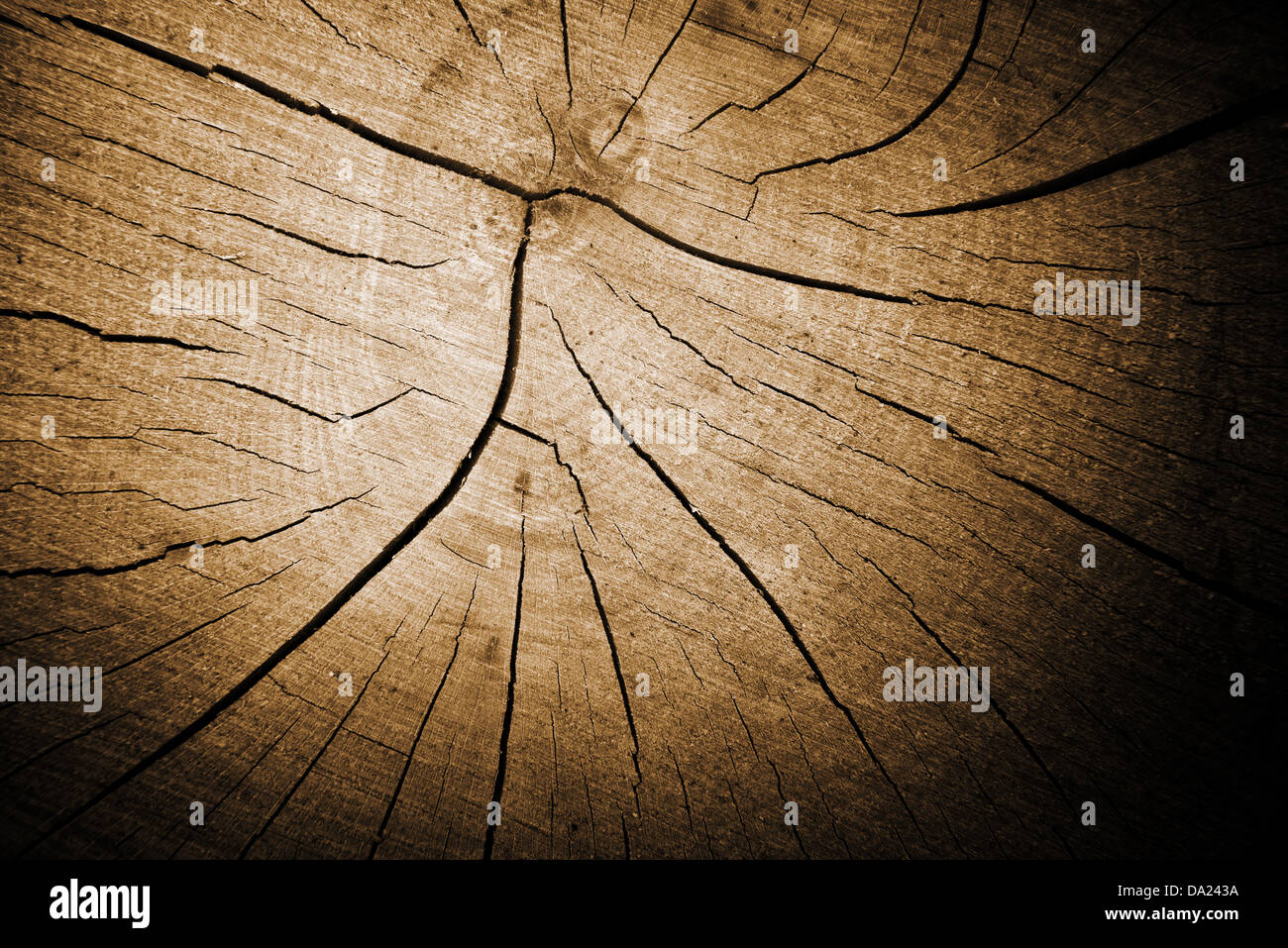 Stump texture hi-res stock photography and images - Alamy