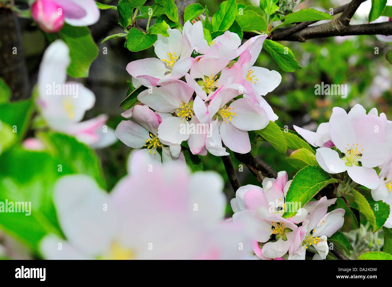 Apple blossom of a Cox's orange pippin Stock Photo