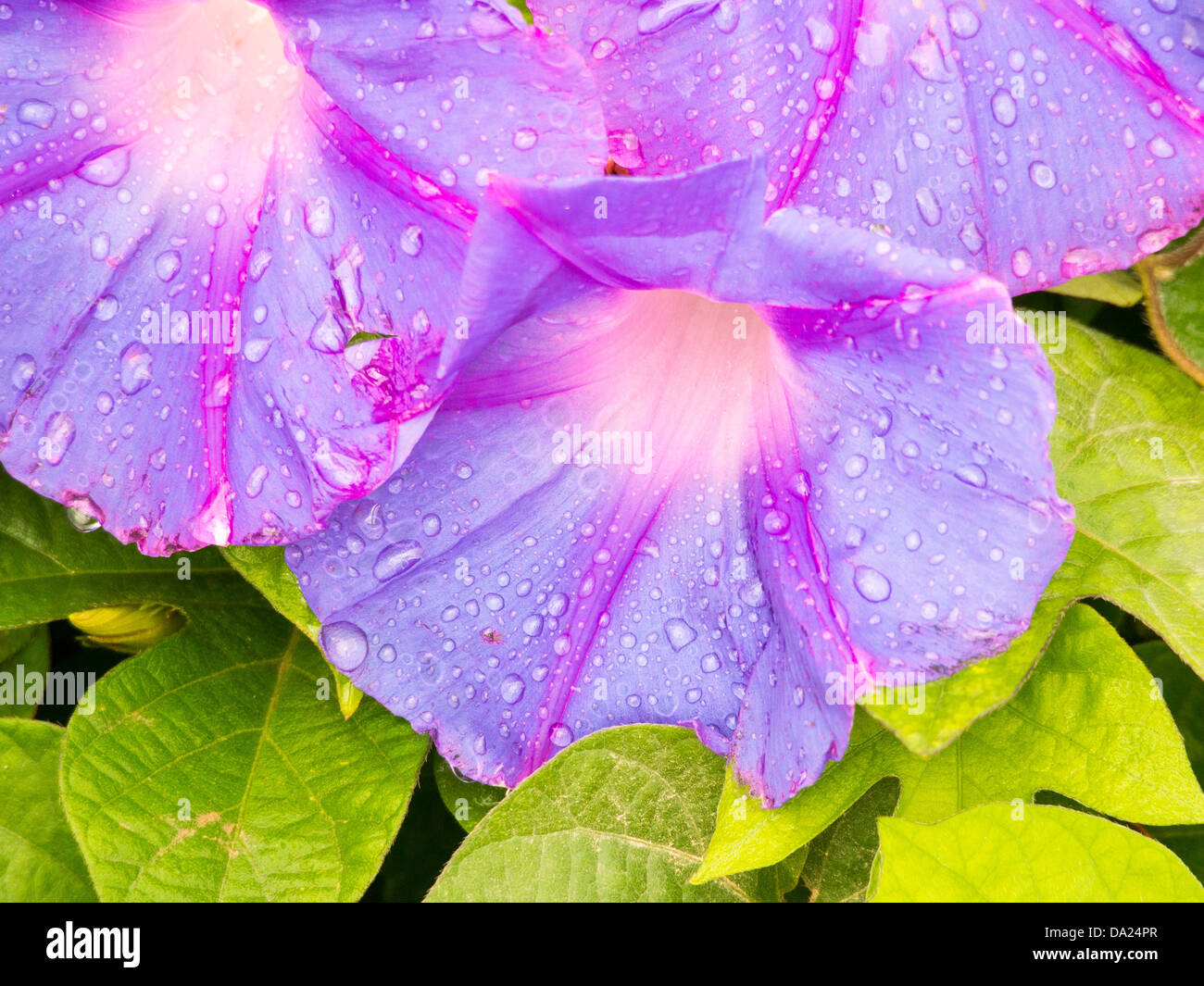 Purple Convolvulus flowers on Lesvos, greece. Stock Photo