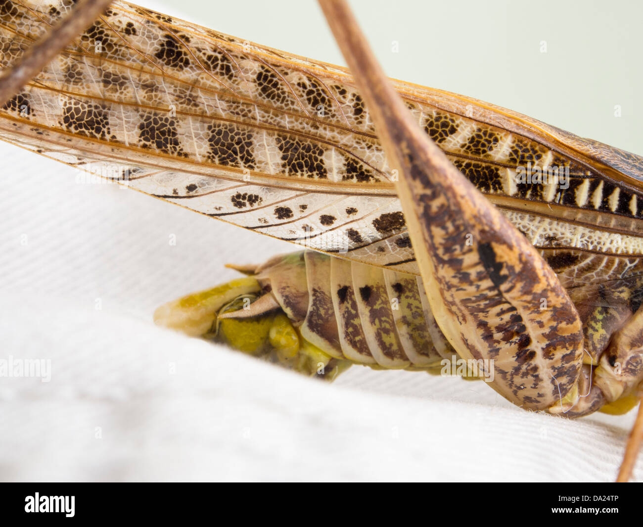 A grasshopper on Lesvos, Greece. Stock Photo