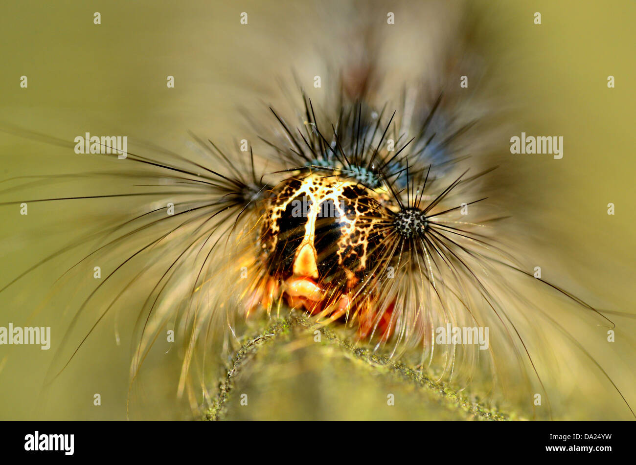 A macro closeup of a Caterpillar head. Stock Photo