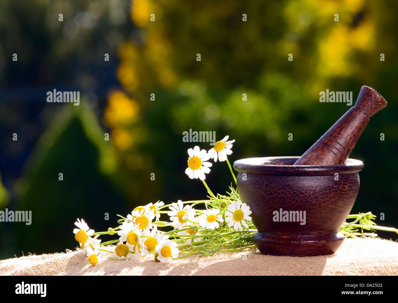 Dark brown wooden pestle with chamomiles on the table Stock Photo