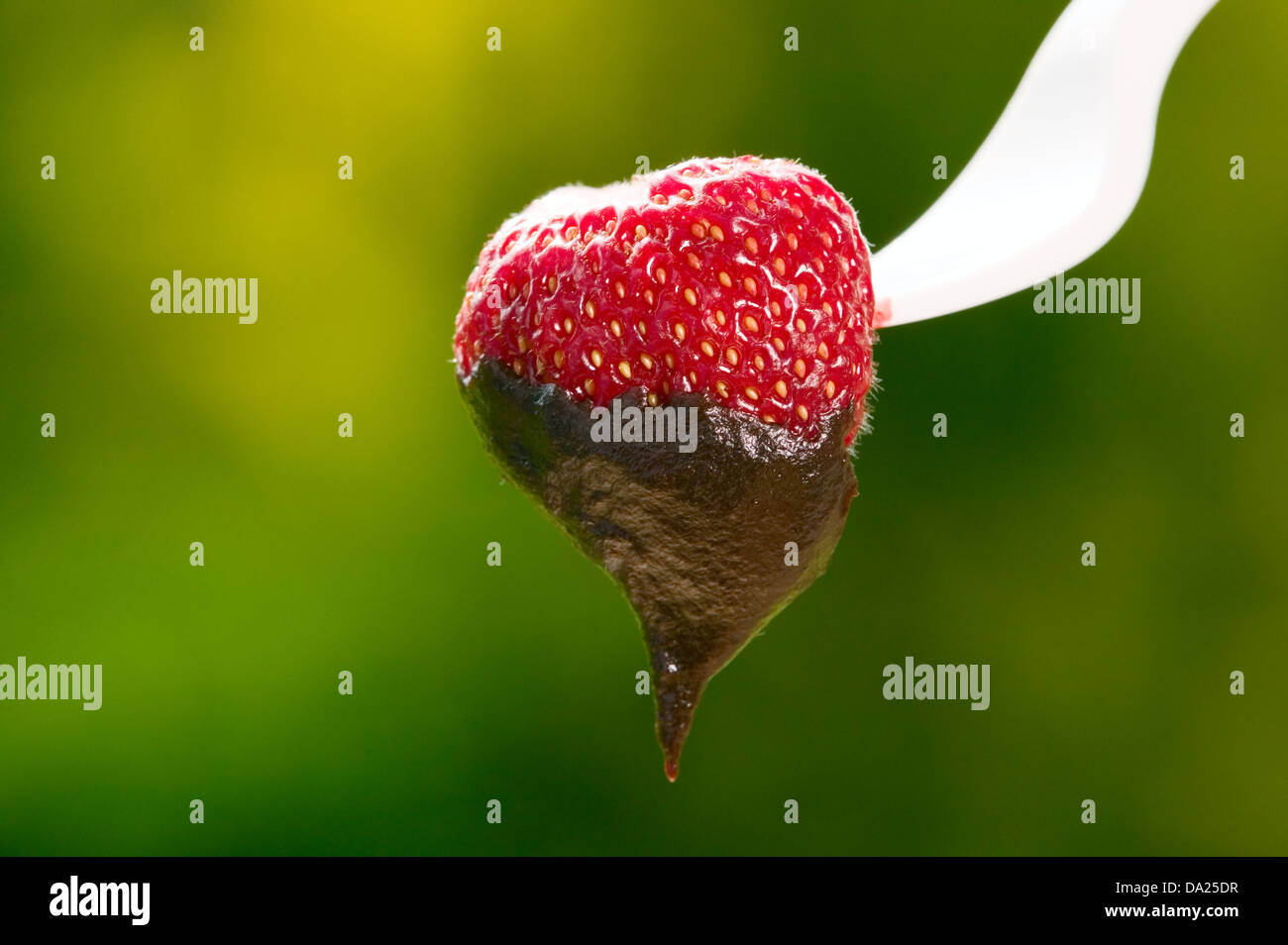 Red strawberry with chocolate on green nature background Stock Photo