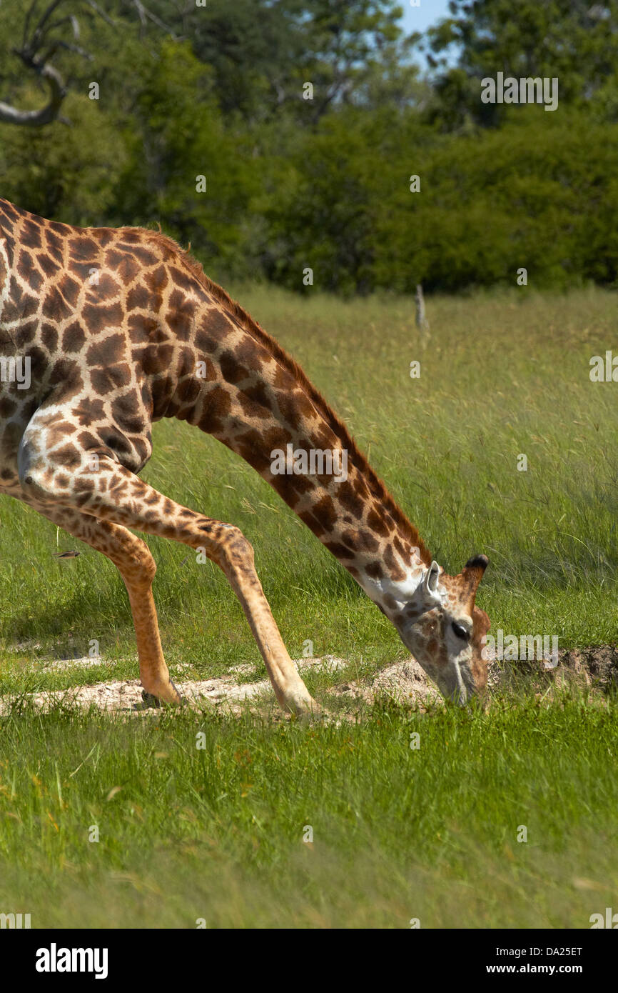 Giraffe drinking (Giraffa camelopardalis), Hwange National Park, Zimbabwe, Southern Africa Stock Photo