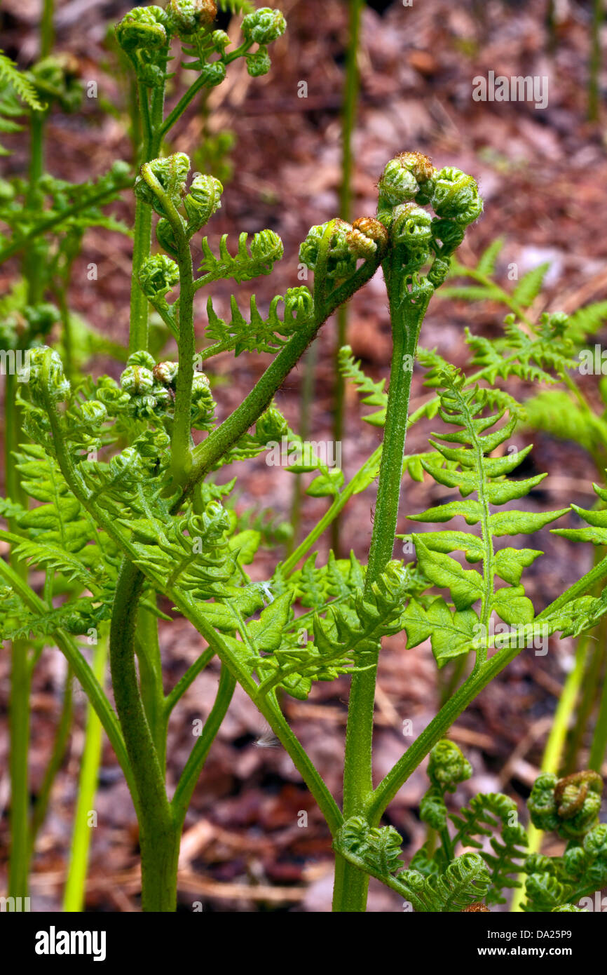 Bracken (Pteridium aquilinum) young sprouts Stock Photo
