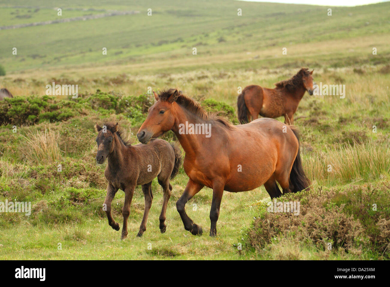 Dartmoor pony & foal, near Dartmoor, England Stock Photo Alamy