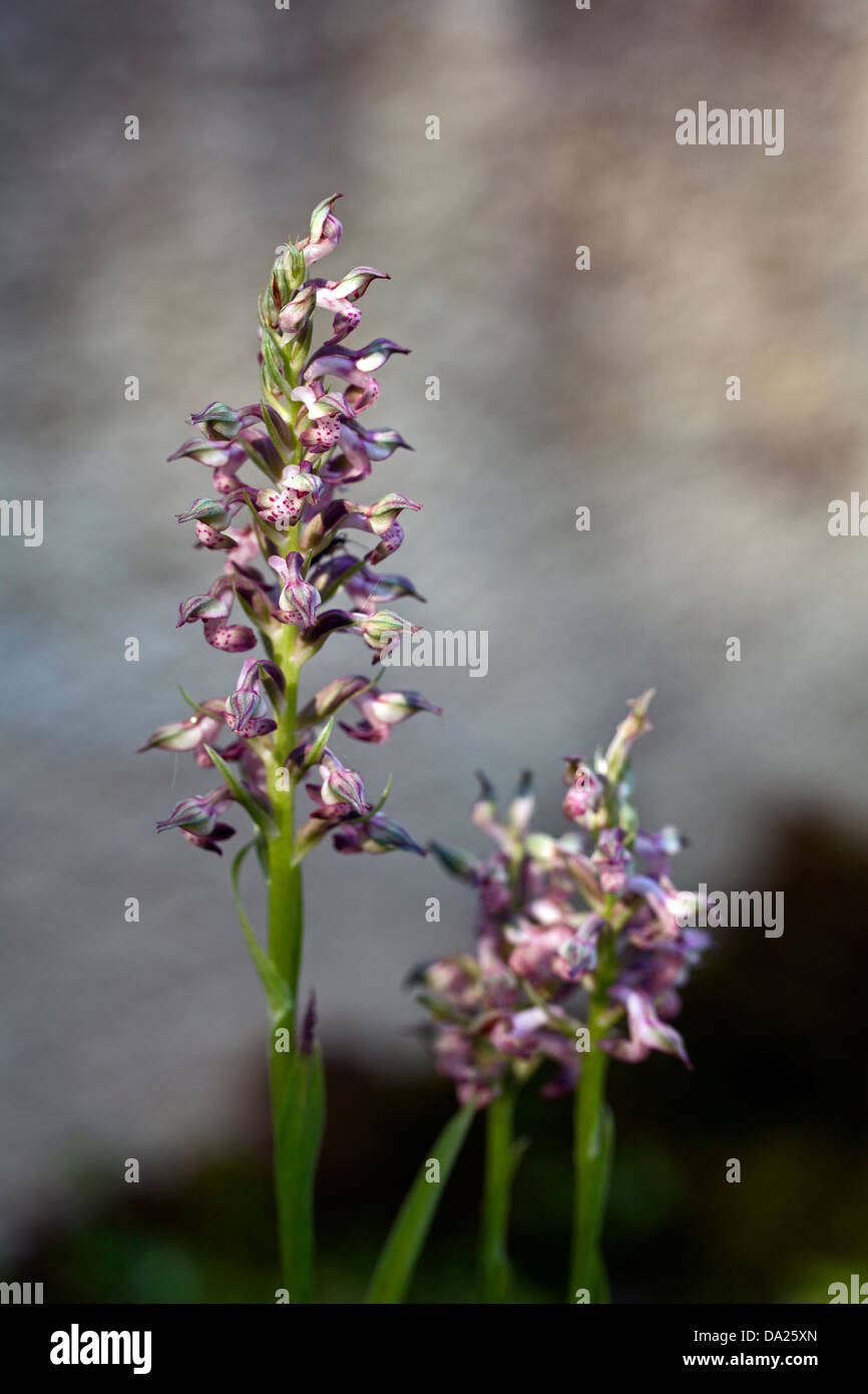 Bug orchid (Anacamptis fragrans) flower spikes Stock Photo