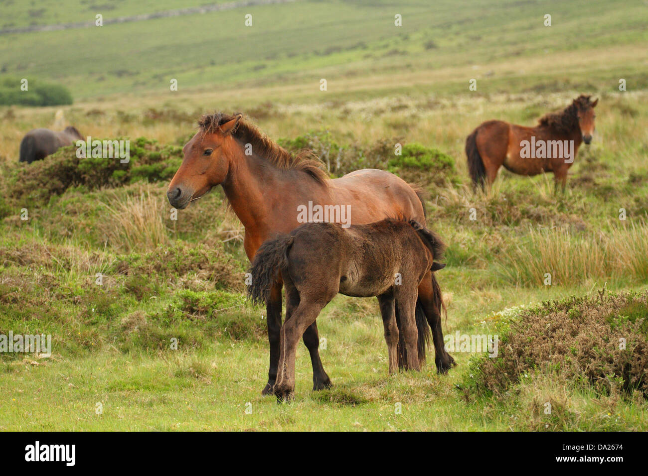 Dartmoor pony & foal, near Dartmoor, England Stock Photo Alamy