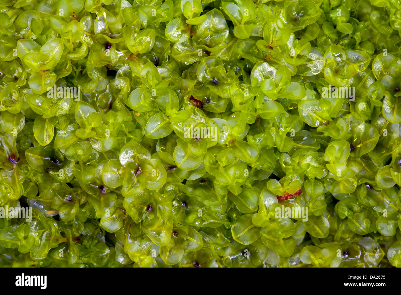 River Thyme-moss (Pseudobryum cinclidioides) Stock Photo