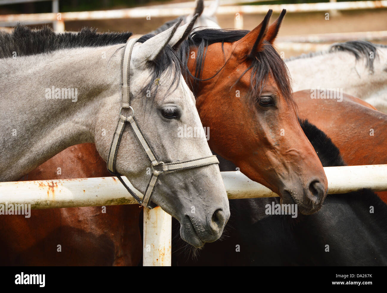 Horses in the stud Stock Photo - Alamy