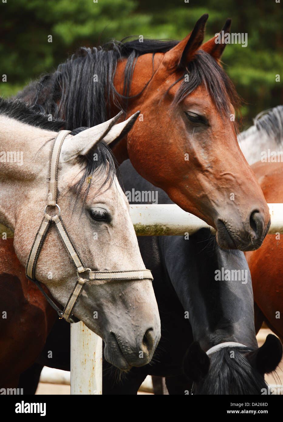 Horses in the stud Stock Photo - Alamy