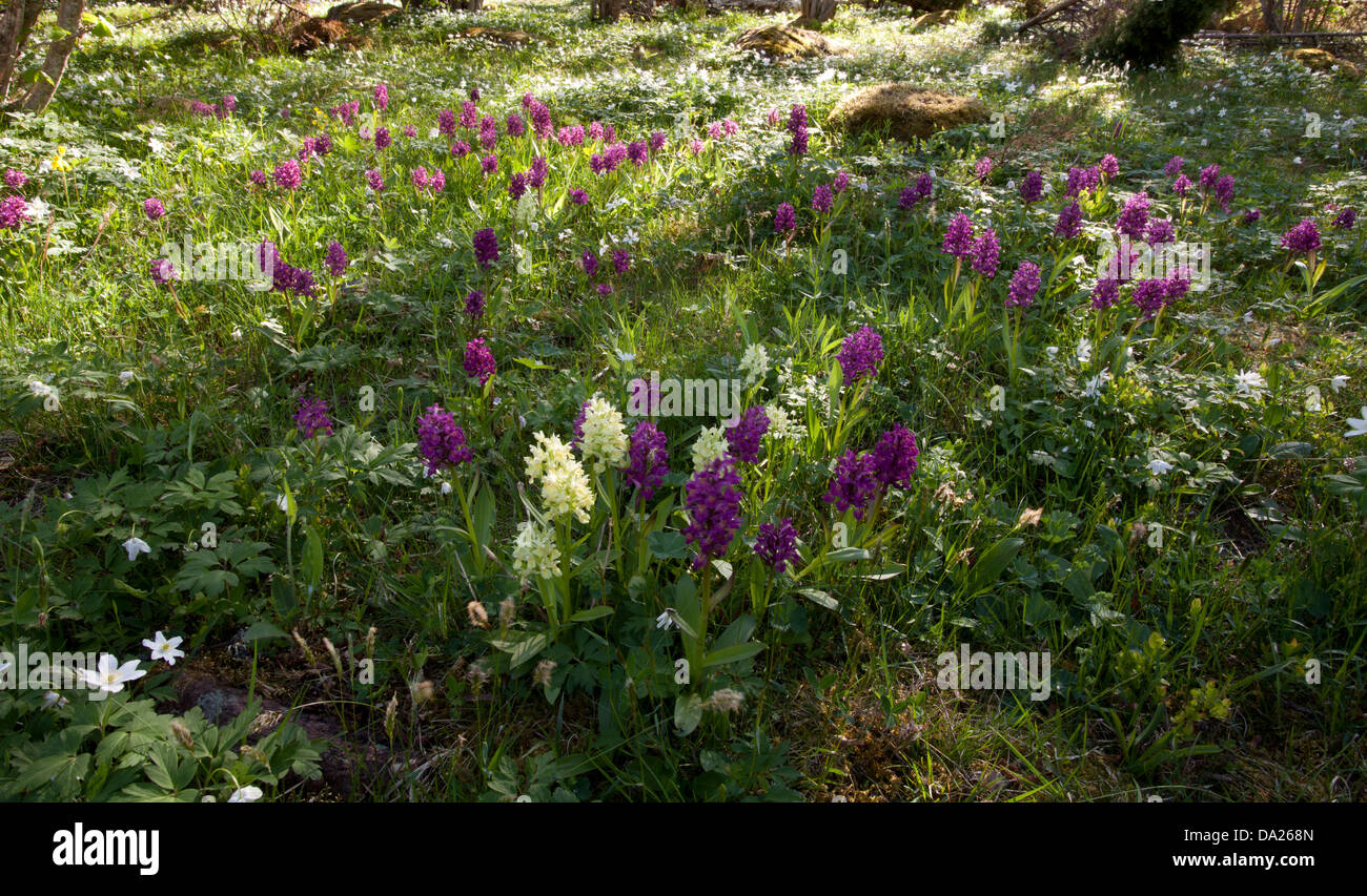 Elder-flowered Orchid (Dactylorhiza sambucina) flowering on a meadow Stock Photo