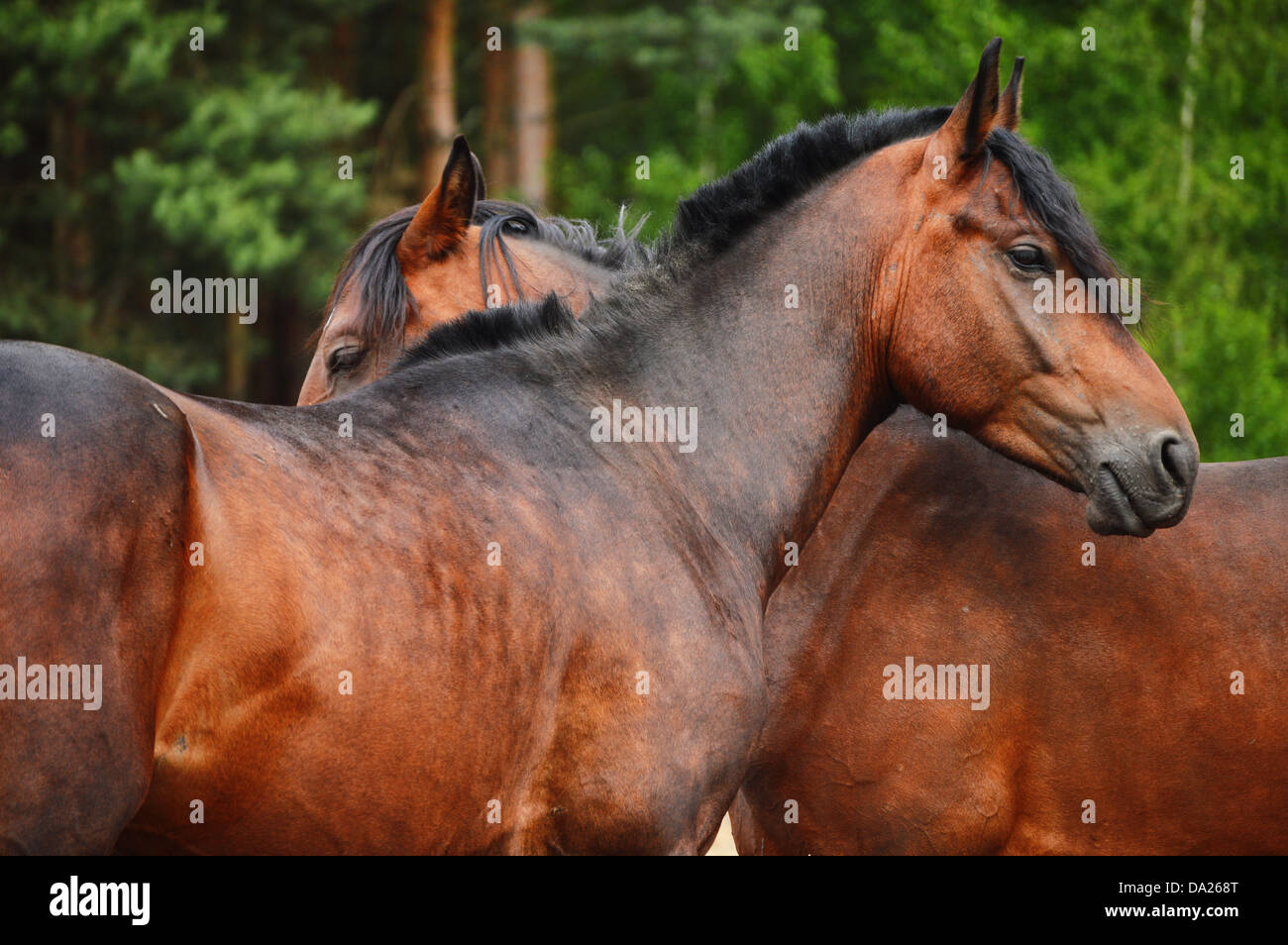 Horses in the stud Stock Photo - Alamy