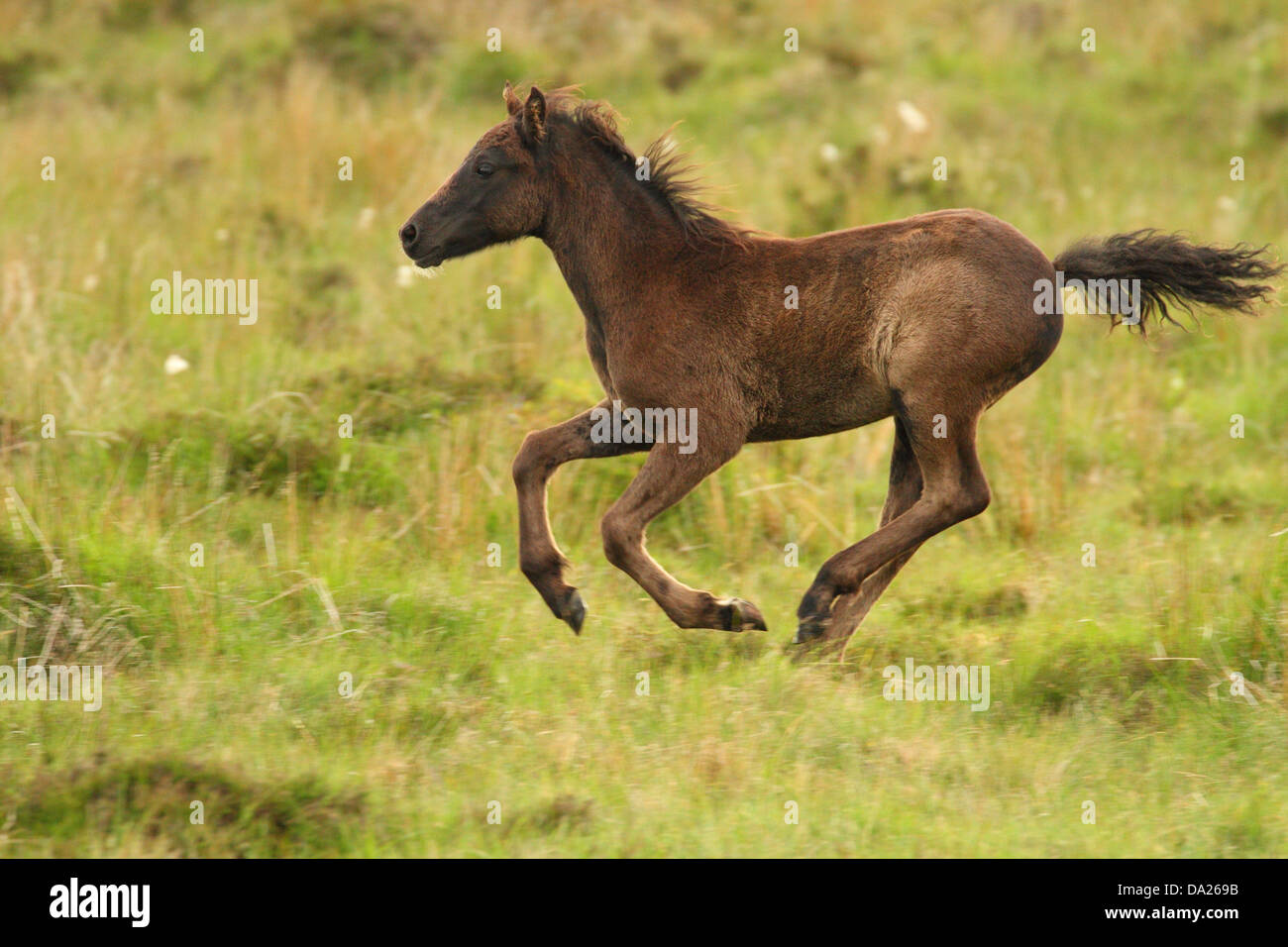 Dartmoor pony trek hires stock photography and images Alamy