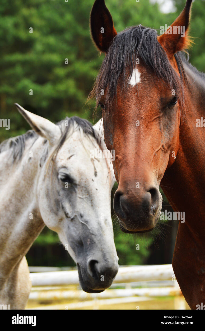 Horses in the stud Stock Photo - Alamy