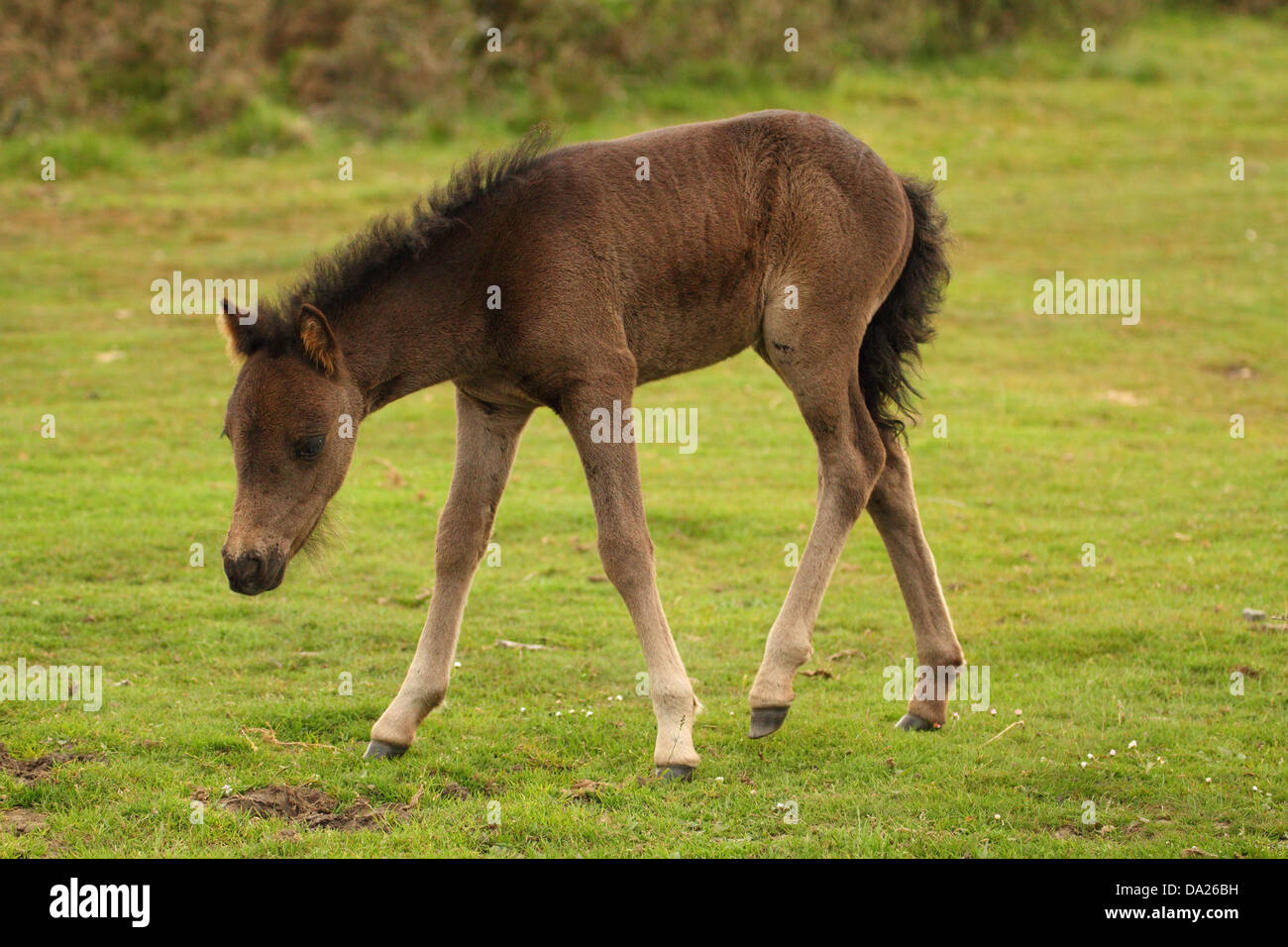 Dartmoor pony trek hires stock photography and images Alamy