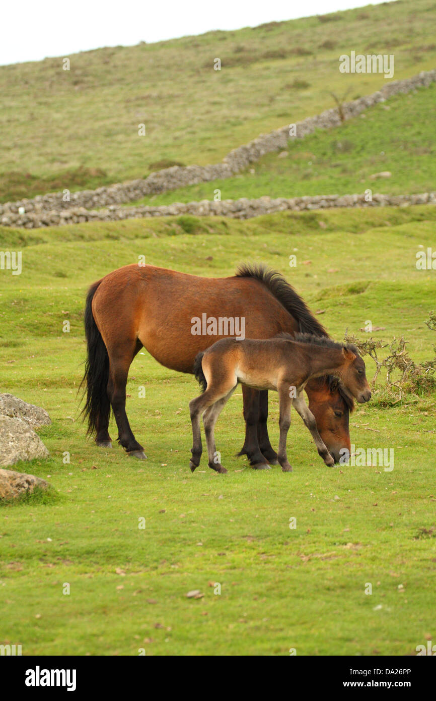 Dartmoor pony & foal, near Widecombe, Dartmoor, England Stock Photo