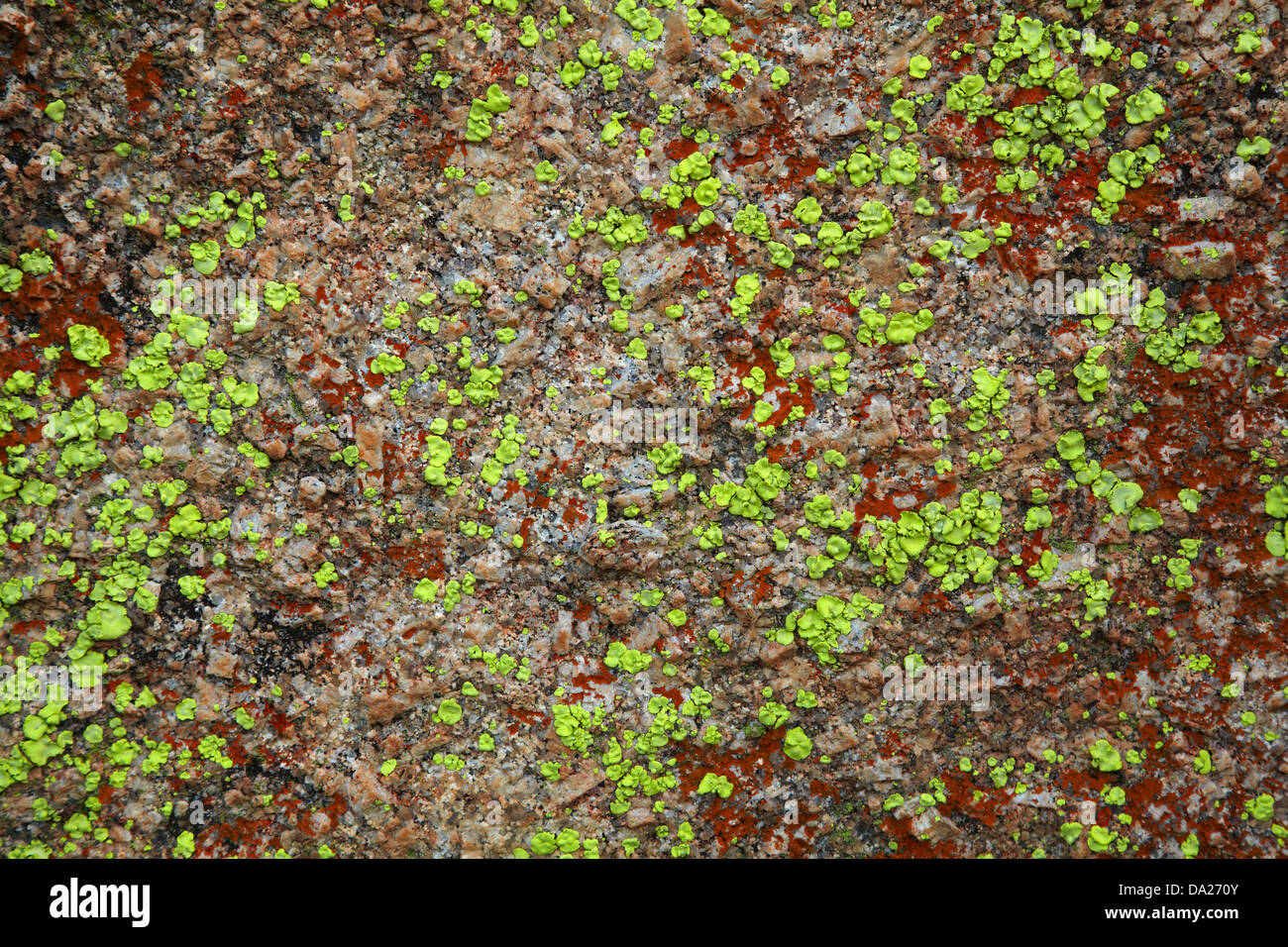 Colourful crustose lichens on rock, Big Cave Camp, Matopos Hills, near Bulawayo, Zimbabwe, Southern Africa Stock Photo