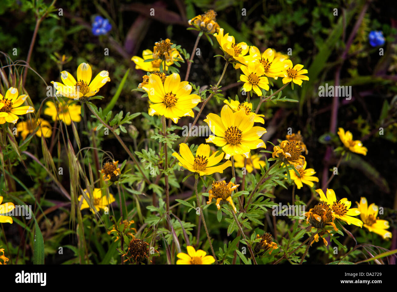 Meskel Flower (Yadey Abeba), Simien Mountains National Park, Ethiopia Stock Photo