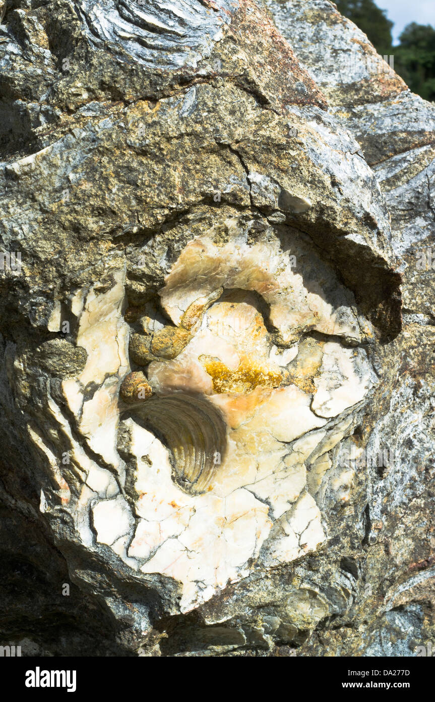 dh Mangapohue Natural Bridge WAITOMO NEW ZEALAND Limestone oyster shell fossils Stock Photo