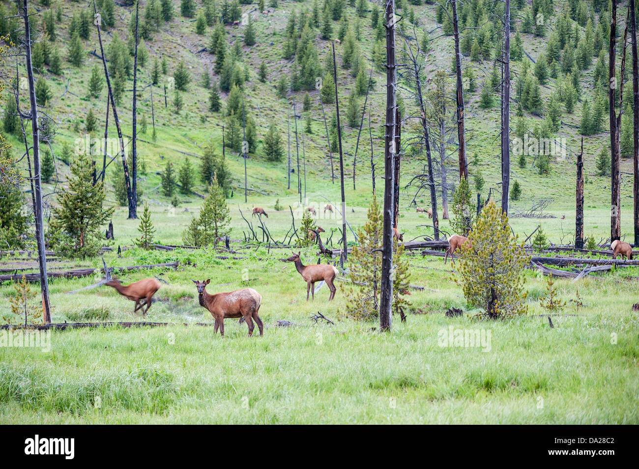 An elk herd grazes through an early morning in a meadow along Obsidian Creek in western Yellowstone National Park. Stock Photo