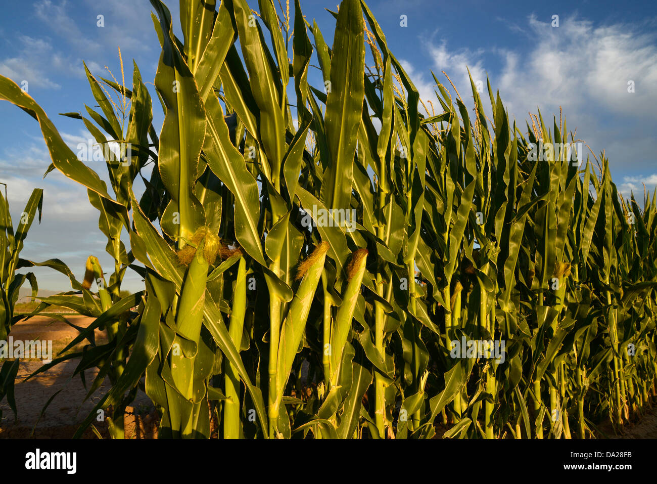 Stalks of corn grow in a field. Stock Photo