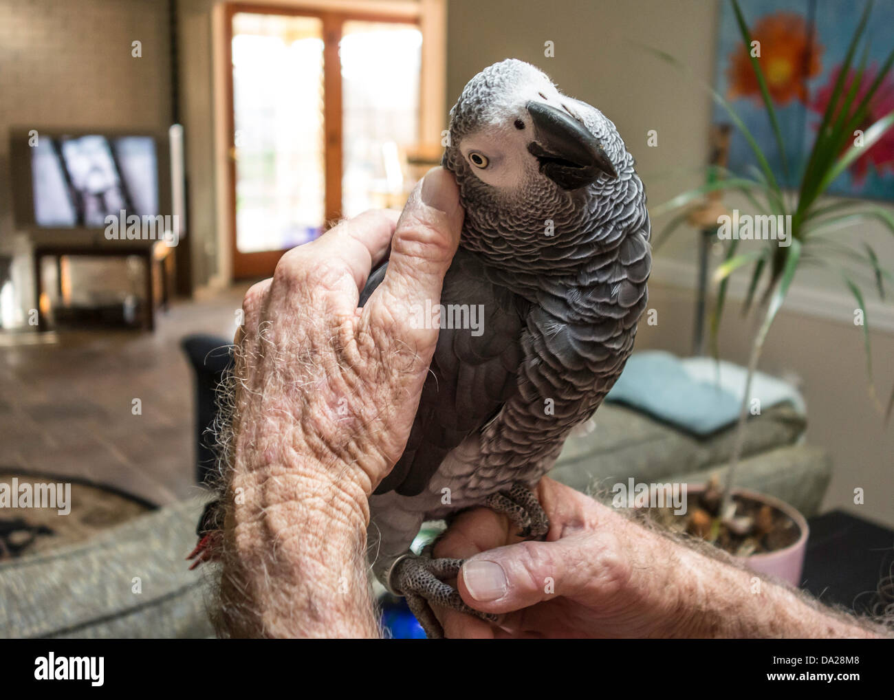 The hands of an elderly man pets his African Gray parrot in the living room of his home. USA. Stock Photo