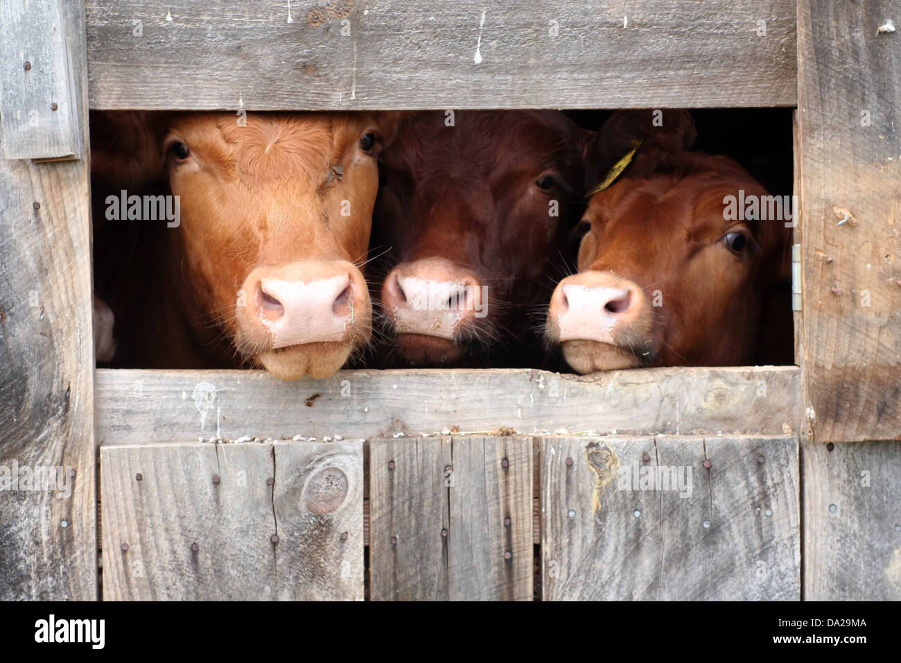Cows herd bulls calves calf cattle brown moo hires stock photography