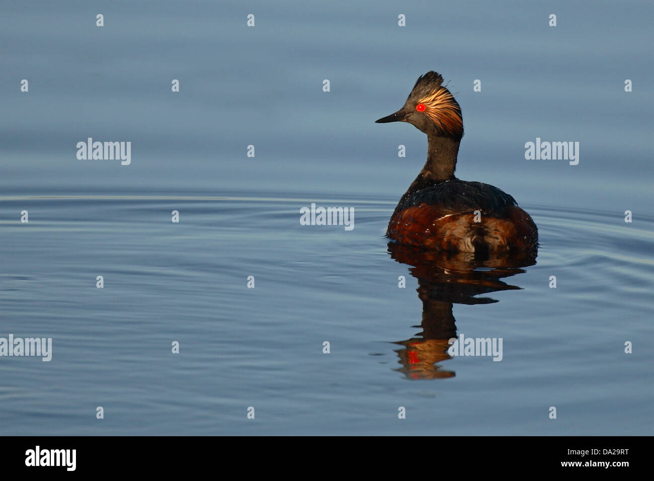 Eared Grebe reflecting on soft water. Stock Photo