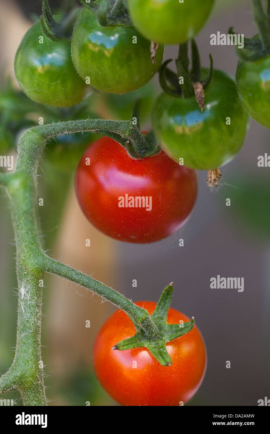 Lycopene hires stock photography and images Alamy