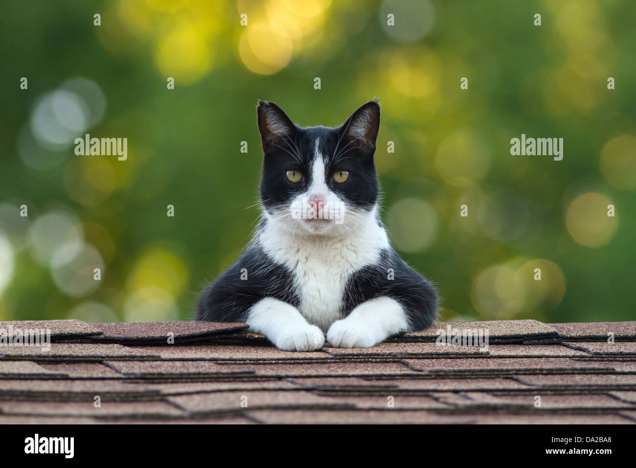 Male Tuxedo cat on top of roof staring intently Stock Photo Alamy