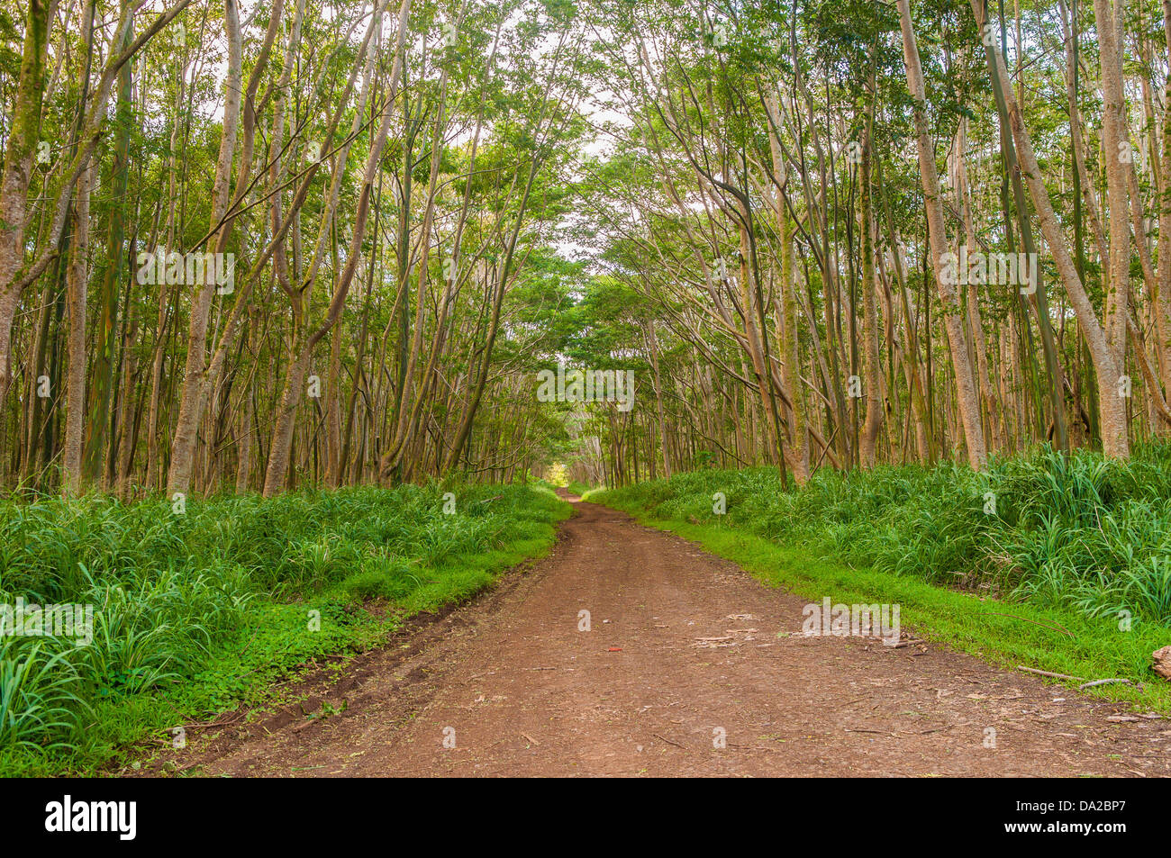 Tree farm, Mt. Kahili, Kauai, Hawaii Stock Photo Alamy
